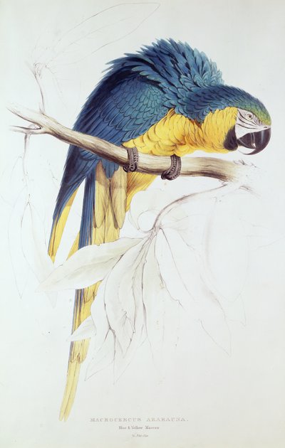 Blue and yellow Macaw by Edward Lear